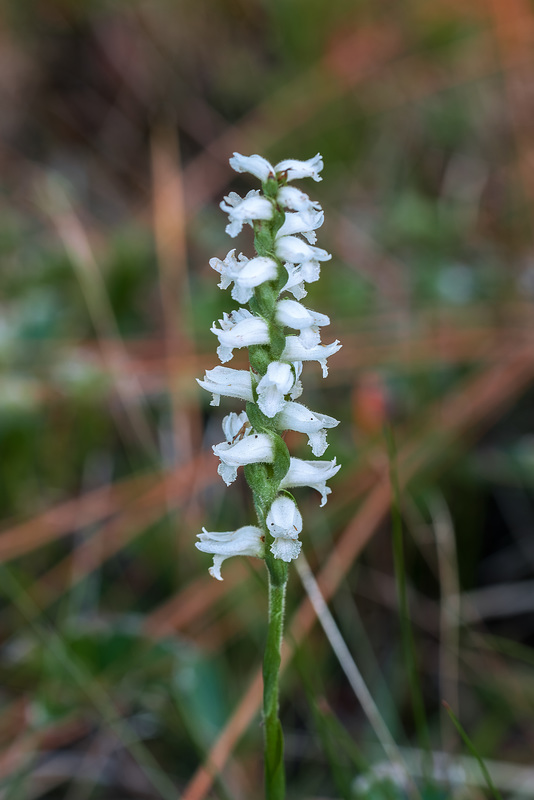 Spiranthes cernua (Nodding Ladies'-tresses orchid)