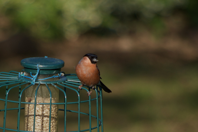 Male Bullfinch