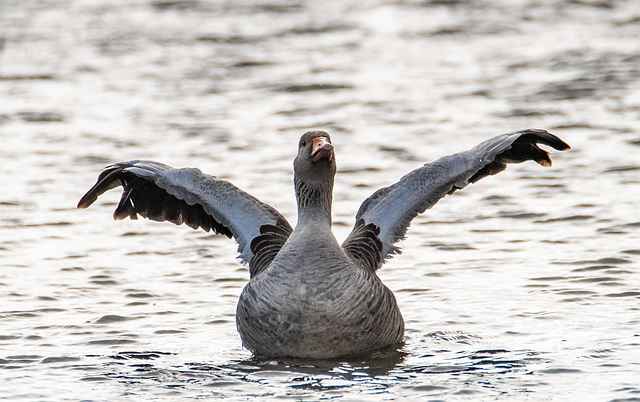 Greylag goose