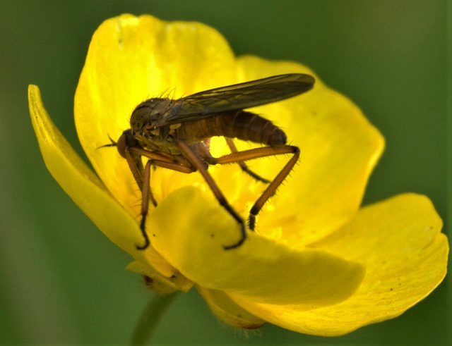 Beastie In A Buttercup!!