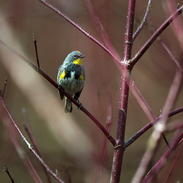 Yellow Rumped Warbler