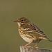 Pipit farlouse