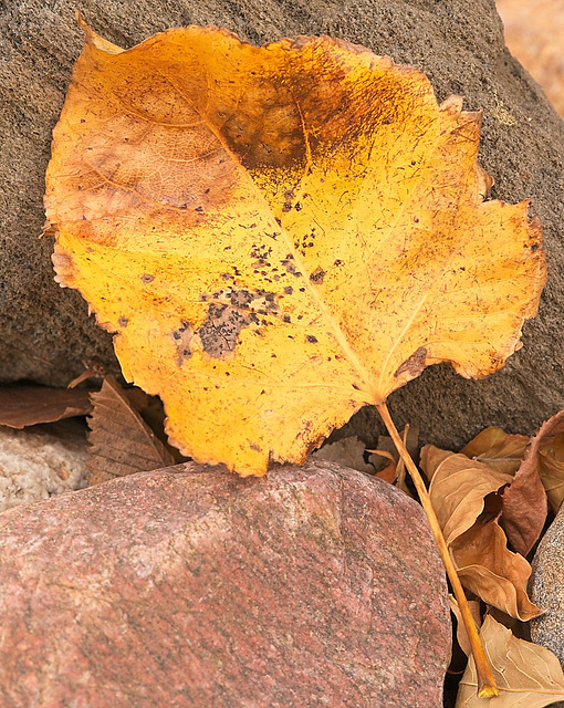 wandering leaf on the rocks