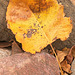 wandering leaf on the rocks