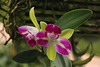 Orchidee Rhyncholaeliocattleya Village chief  North