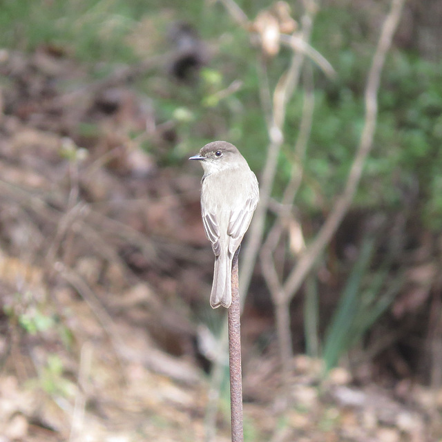 Eastern phoebe - Sayornis phoebe