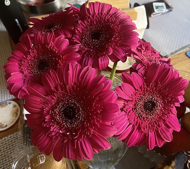 Gerbera Daisies