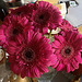 Gerbera Daisies