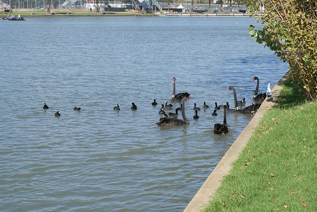 Black Swans On Albert Park Lake