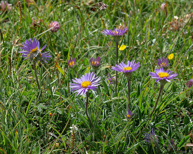 Aster alpinus - Alpen-Aster, Aster des Alpes, Astro alpino