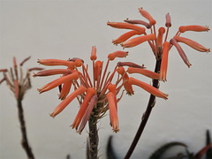 Fleurs d'Aloe, Loulé (Portugal)