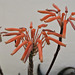 Fleurs d'Aloe, Loulé (Portugal)