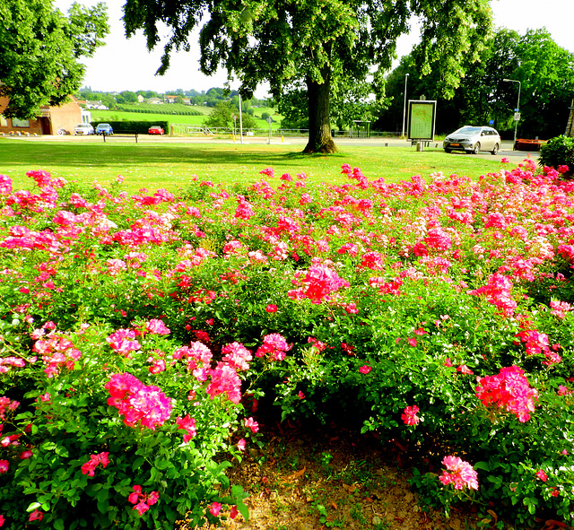 Street Roses 1