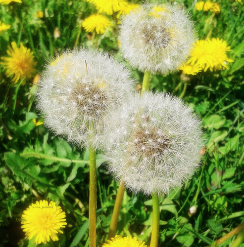 Dandelion