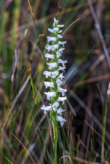 Spiranthes cernua (Nodding Ladies'-tresses orchid)