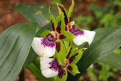 Orchidee Zygopetalum Rhein Clown