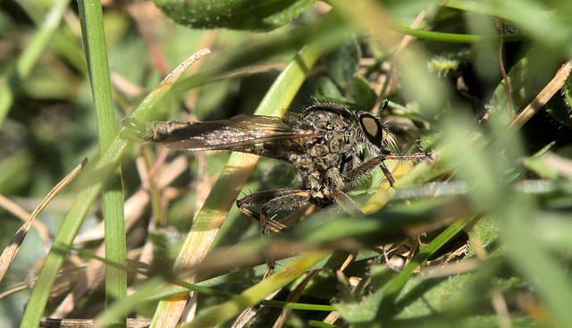 5T2A1154-CR3 DxO DeepPRIME -1Robberflyv3