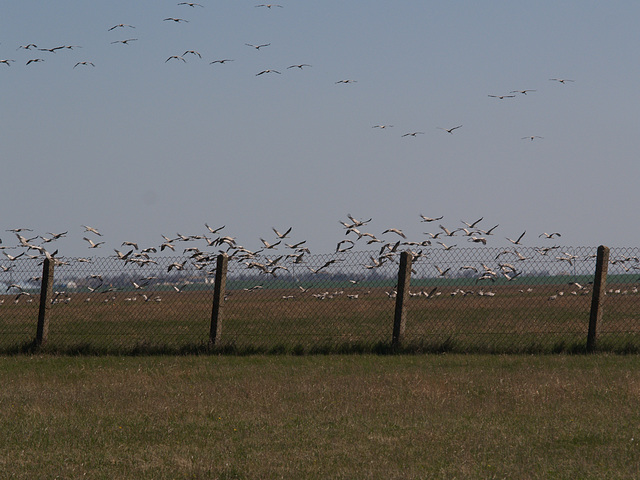 Гуси / Geese