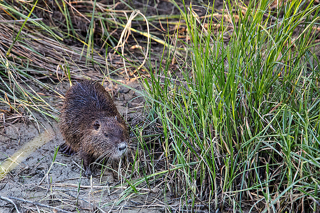 20150525 8220VRAw [F] Nutria, Tour Carbonnière, Camargue