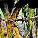 Rusty Churchyard Railings