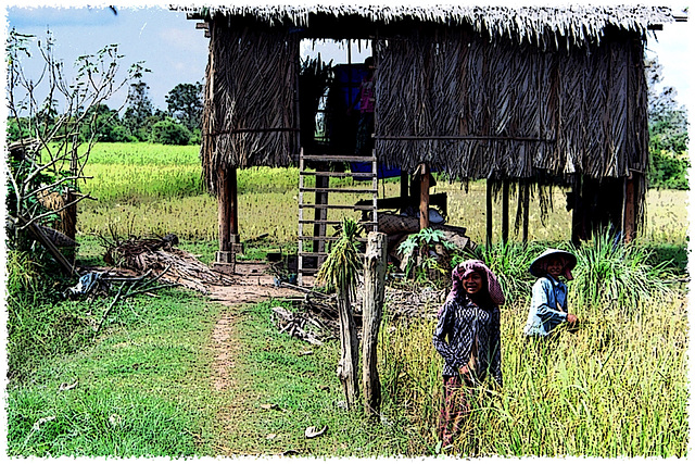 Campagne à Siem Reap (Cambodge)