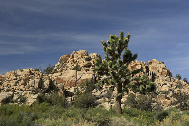 Joshua Tree National Park