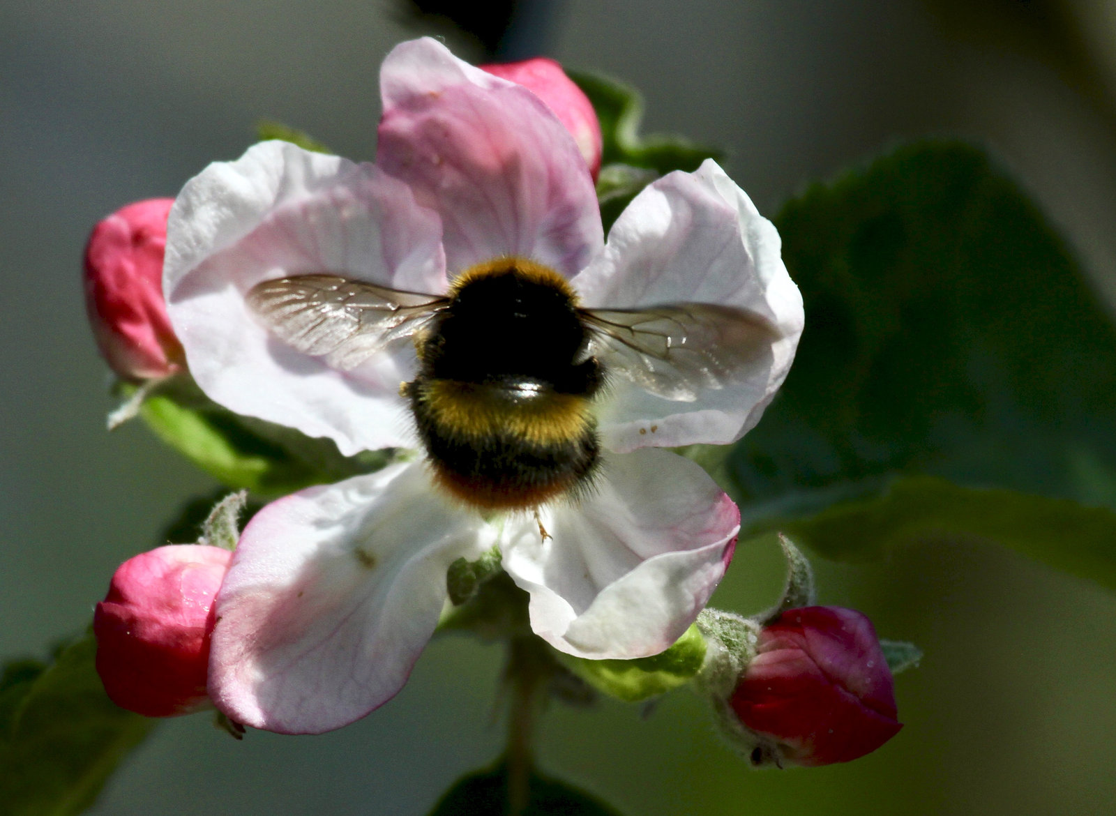 "Meine Apfelblüte"