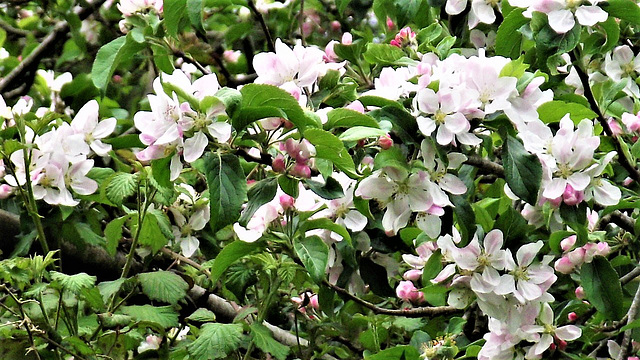 Apple blossom