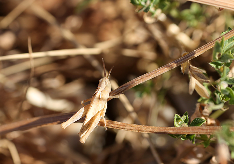 Grasshopper Nymph