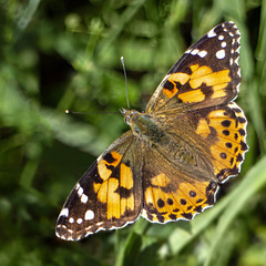 Painted Lady