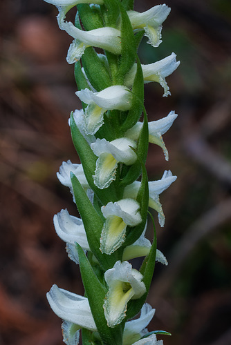 Spiranthes odorata (Fragrant Ladies'-tresses orchid)