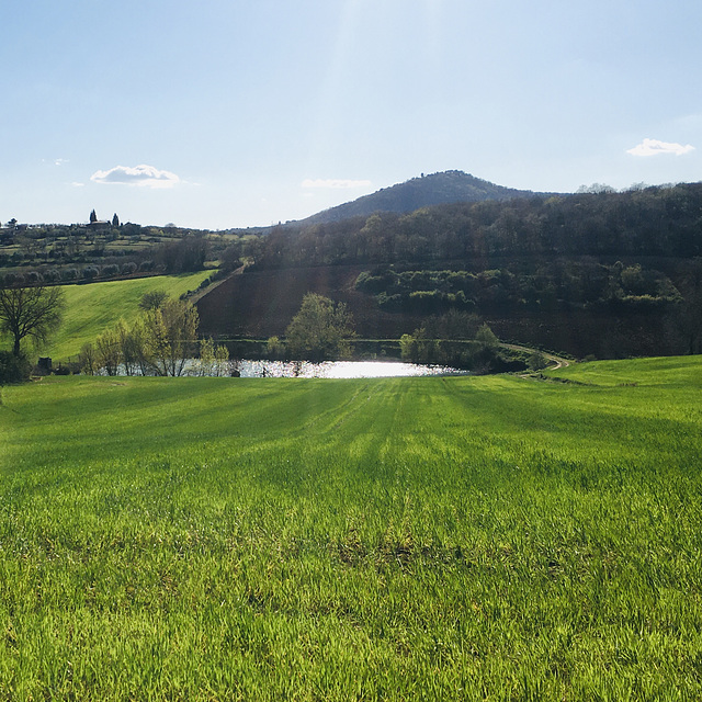 Wheat fields in spring.