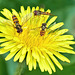 Marmalade Hoverfly - Episyrphus balteatus