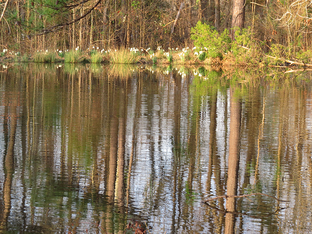 Daffodils reflected in the pond