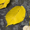 Bingham Park leaves 1