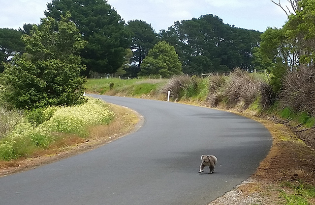 koala by our driveway