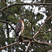 Red Tailed Hawk