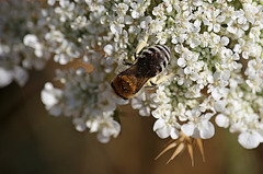 Pointy Bum Bee Needs ID