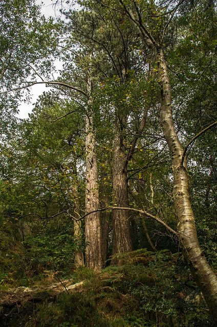 Padarn country park2