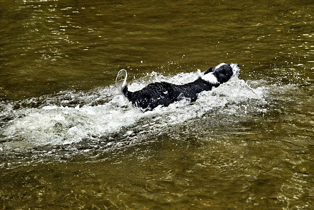 Doggy Paddle.