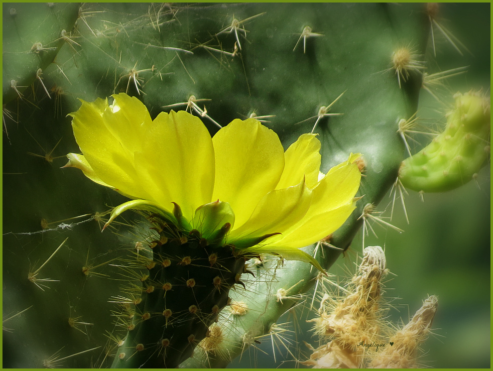Fleur de cactus ........Belle journée