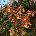 orchids on a staircase - Kahala Hotel