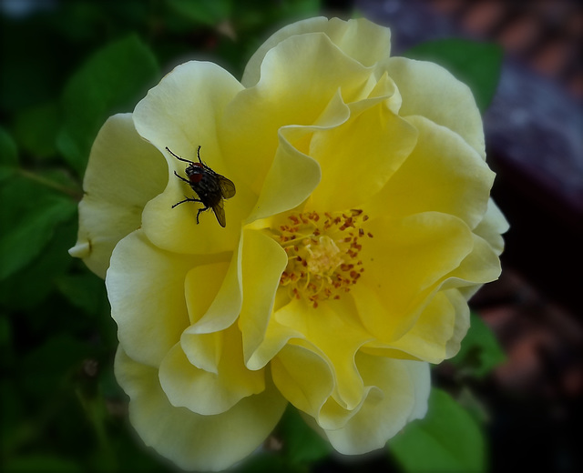 La mouche et la rose.