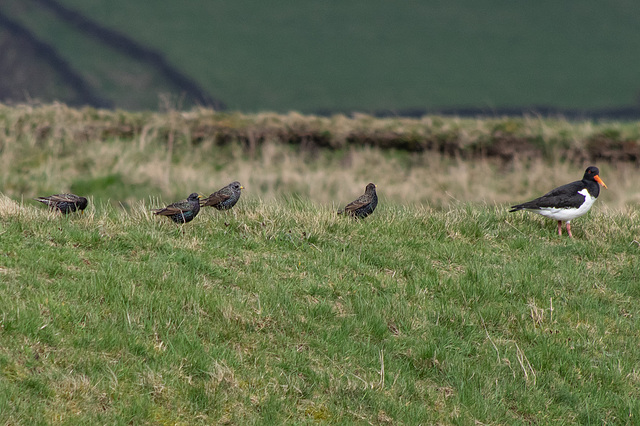 Oystercatcher and Starlings