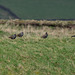 Oystercatcher and Starlings