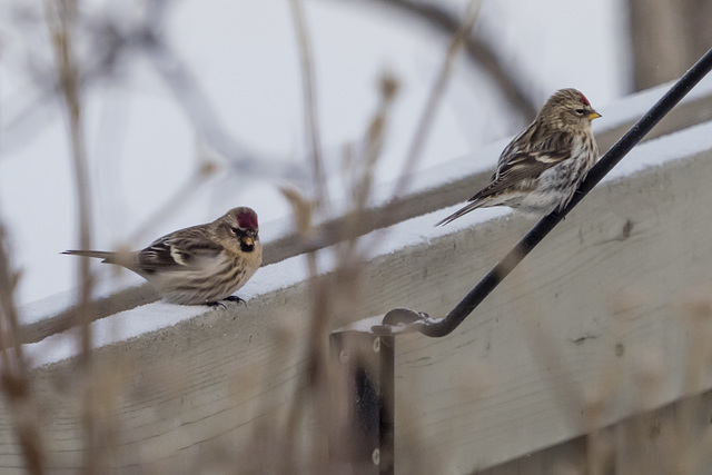 Common Redpolls