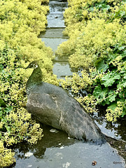 Peahen sheltering its new chicks during a deluge.