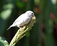 moineau domestique / house sparow