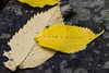 Bingham Park leaves 2