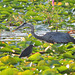 Green Heron and Dad